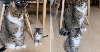 1個月大的奶貓和73個月的成貓站在一起，看起來幾乎一模一樣。（圖／翻攝自Twitter／@Shikiii_vvv）