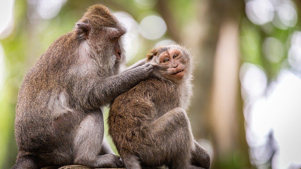 印度有1群猴子疑似因為孩子遭狗咬死，竟群起復仇，奪走250隻野狗性命。（示意圖／翻攝自Pixabay）