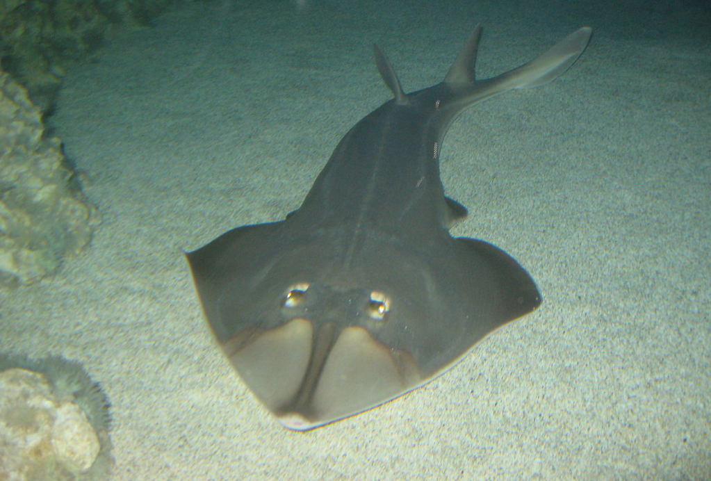 鏟鼻吉他魚（圖／維基百科）