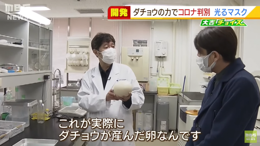 京都府立大學校長塚本康浩近日帶領團隊,利用「鴕鳥抗體」發明出一種可偵測新冠病毒的口罩,只要用紫外線燈一照,沾有新冠病毒的地方就會發光。(圖/翻攝自《MBS新聞資訊》YouTube)