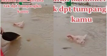 馬來西亞近日多地豪雨成災，除了得划著救生艇涉水外，路上竟還能看到「豬隻游泳」的求救景象，令網友哭笑不得喊：「很抱歉…因為我們無法載你。」（圖／ 翻攝自《bdk_nelang》TikTok）