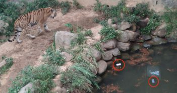 新竹市立動物園的老虎棲地，池塘中竟有2隻小還的鞋，嚇壞民眾！（圖／新竹爆廢公社臉書）