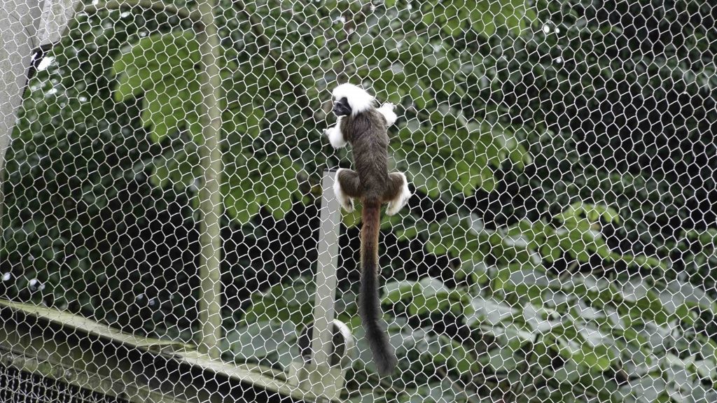 棉頭絹猴小白也在本月9日傳出越獄消息。（圖／動物園提供）