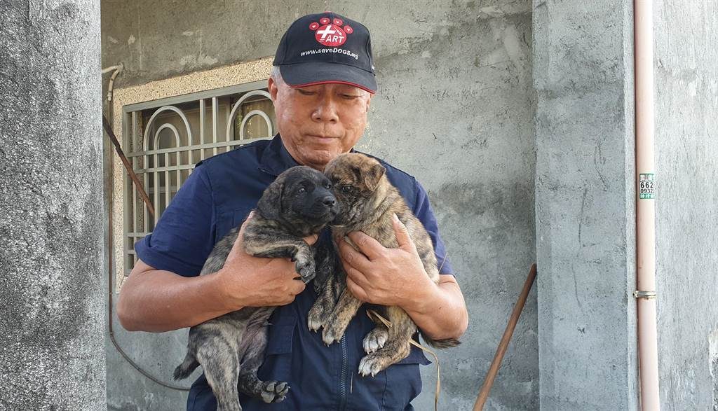 另外2隻倖存的幼犬,也被台灣動物緊急救援小組帶回動物醫院安置。(圖/台灣動物緊急救援小組提供)