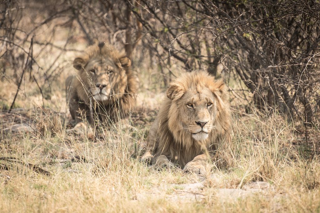 美國一名攝影師萊頓（Leighton Lum）到肯亞的馬賽馬拉國家公園（Maasai Mara national park）照下高齡14歲的獅子莫拉尼（Morani） ，雄風依然未減。示意圖。取自PEXELS免費圖庫