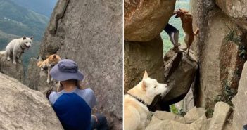 一對情侶為了拍出好看的照片讓愛犬置身險境。（圖／翻攝自「香港突發事故報料區」臉書）