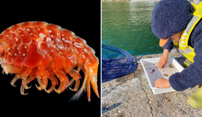 日本攝影師帶兒子海釣竟意外發現新品種。（圖／翻攝自「@ganyujapan」Twitter）