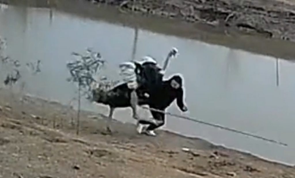 男子到親戚家拿蛋,結果遇到看門鴕鳥,慘猛烈追打。(圖/翻攝自「大象新聞」微博)