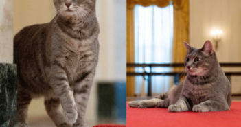 灰色短毛虎斑母貓威羅，正式入住美國白宮。