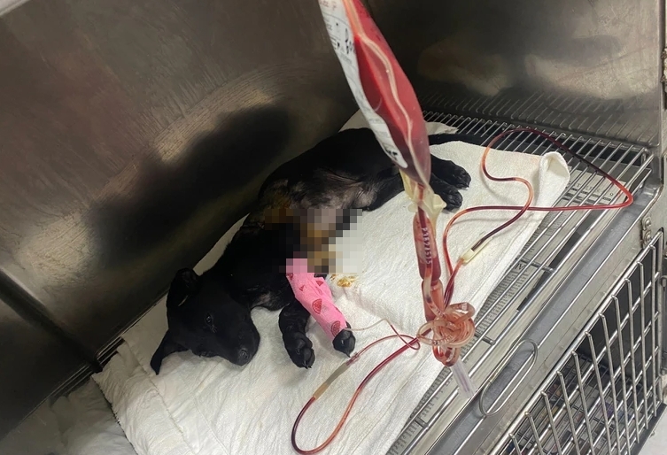動保團體發現一隻小黑狗遭人砍殺，奄奄一息。（圖／翻攝自「高雄市關懷流浪動物協會」）