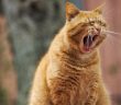日本研究證實貓咪能判斷貓室友名字。（圖／pixabay）