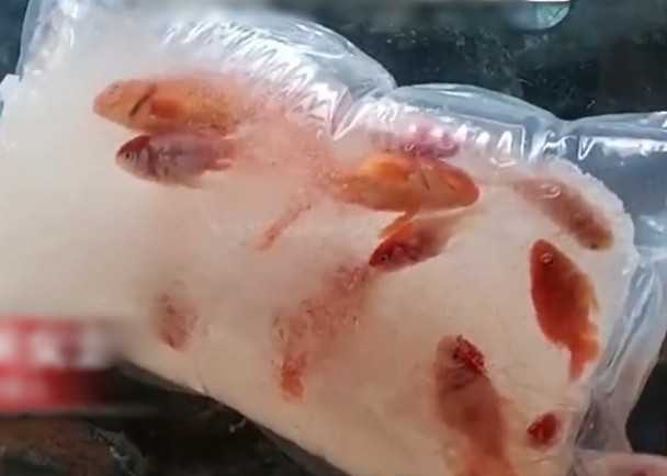 「金魚」已經被結凍成一大坨冰塊。(圖/翻攝自微博)
