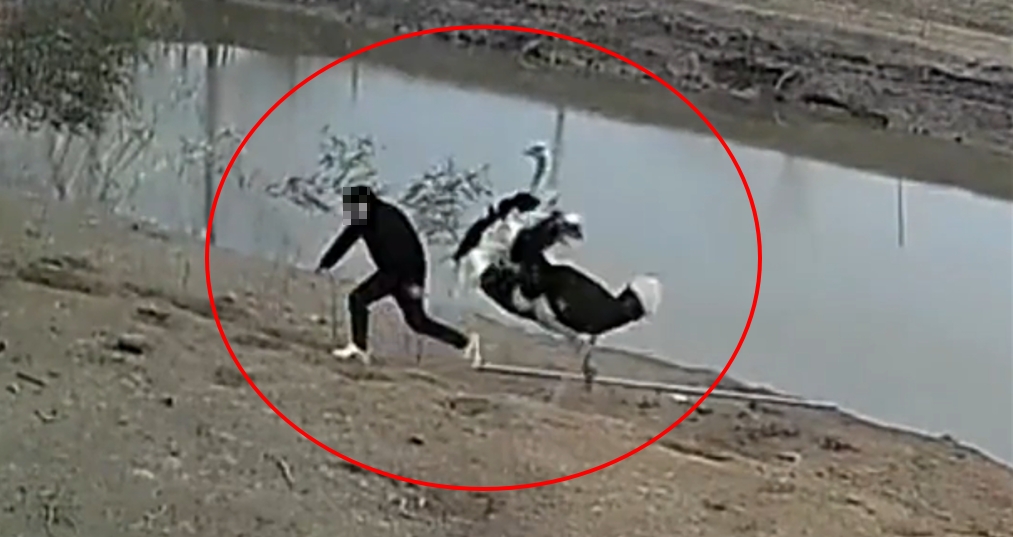 男子到親戚家拿蛋,結果遇到看門鴕鳥,慘猛烈追打。(圖/翻攝自「大象新聞」微博)