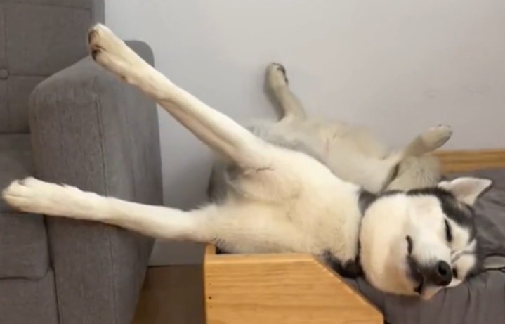 月亮與馬克互動十分有趣。(圖/翻攝自「thehuskymoon_」TikTok)
