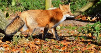 英國1名女子步行田間求援，結果竟遭狐狸咬碎身亡。（示意圖／翻攝自Pixabay）