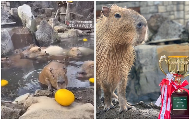 水豚君泡溫泉大賽。（圖／推特伊豆シャボテン動物公園公式ツイッター）