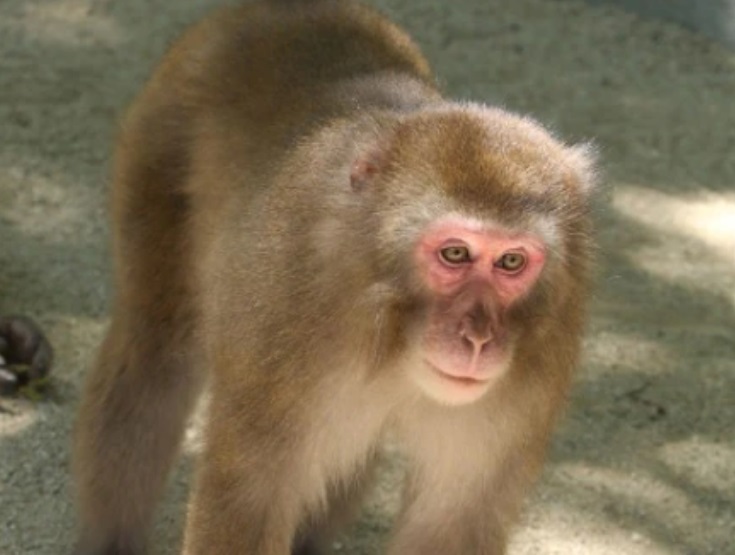 9歲母猴王Yakei。圖截自日本高崎山自然動物園網站