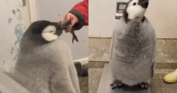 王企鵝寶寶一直不願意乖乖站在體重機上量體重。（圖／翻攝推特@aws_official）