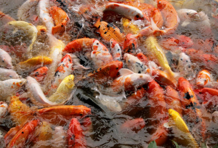 泰國司法高官朝水池倒入淨水粉，導致30多條錦鯉一夜暴斃。（示意圖／pixabay）