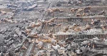 養殖場的鴨子全被燒死了。（圖／翻攝微博／新浪新聞）