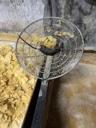 鍋內還有死老鼠。（圖／取自PPT）