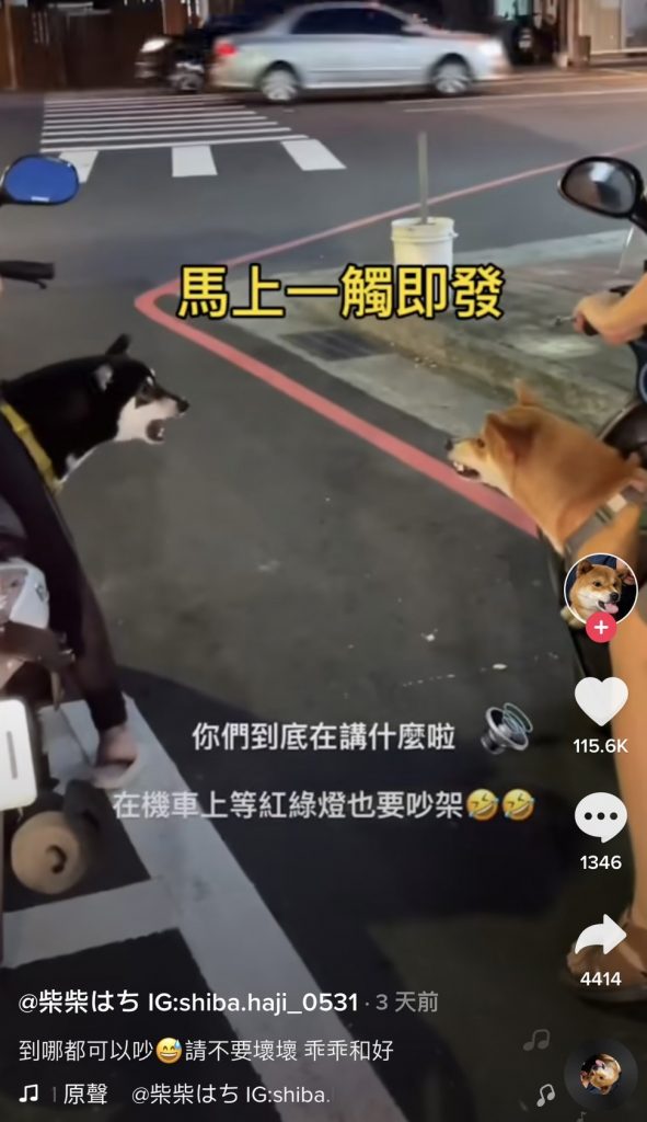 兩隻柴犬在等紅燈時吵個不停。（圖／翻攝自抖音／@shiba.haji_0531）