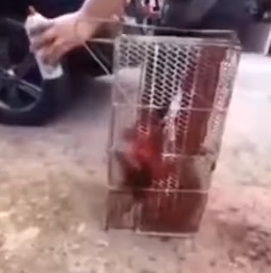 對於活捉的現行犯給予懲罰(示意圖/截自網路)