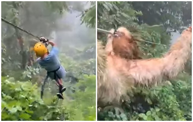 男童撞樹懶。(圖/翻攝自GO ADVENTURE PARK)