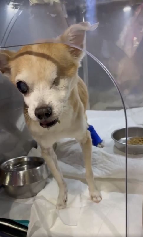 蕭亞軒愛犬Gemi於29日離世。（圖／翻攝自IG）