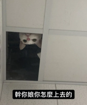 「兇手」還探頭查看(圖擷取自「Dcard」)