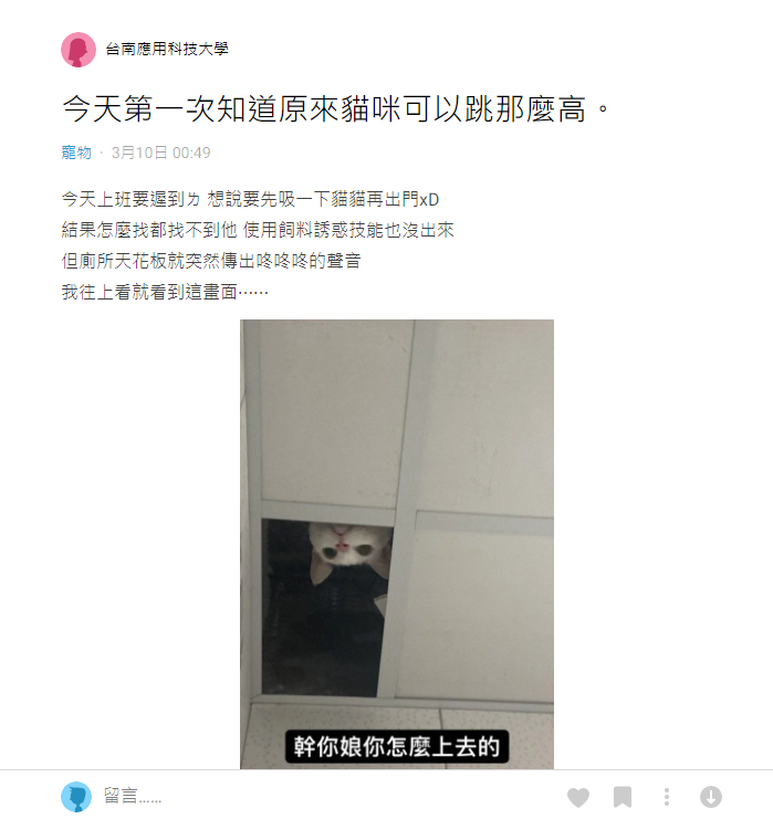 女飼主傻眼發文表示, 「今天第一次知道原來貓咪可以跳那麼高。」 (圖擷取自「Dcard」)