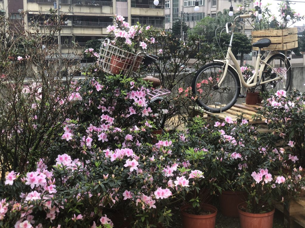 新北市萬金杜鵑「花聚落」特展好評不斷。(圖/新北市提供)