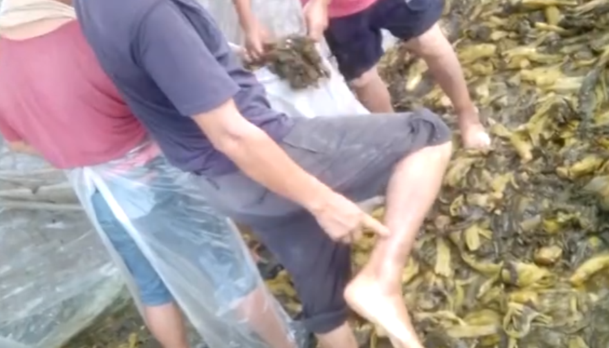 中國大陸知名的老罈酸菜，被爆製作過程相當不衛生。（圖／翻攝自微博）