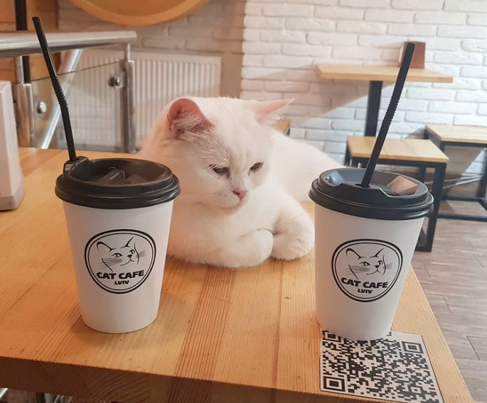 烏克蘭貓咖啡廳「反其道而行」。(圖/翻攝自IG @catcafelviv)