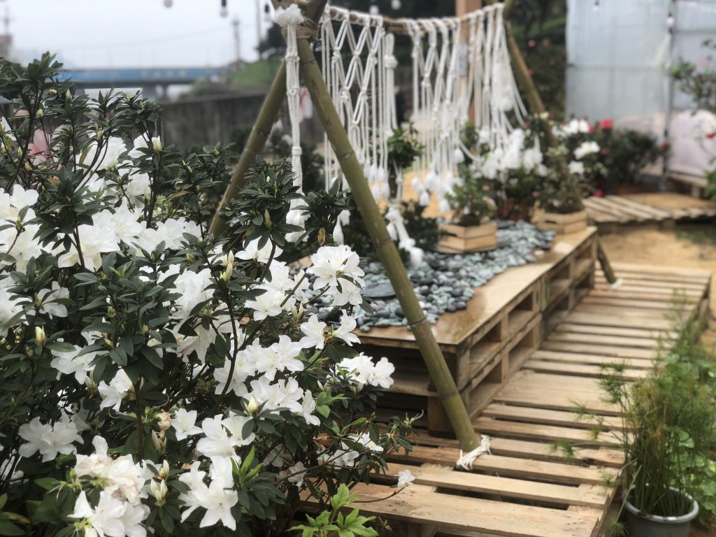 新北市萬金杜鵑「花聚落」特展好評不斷。(圖/新北市提供)