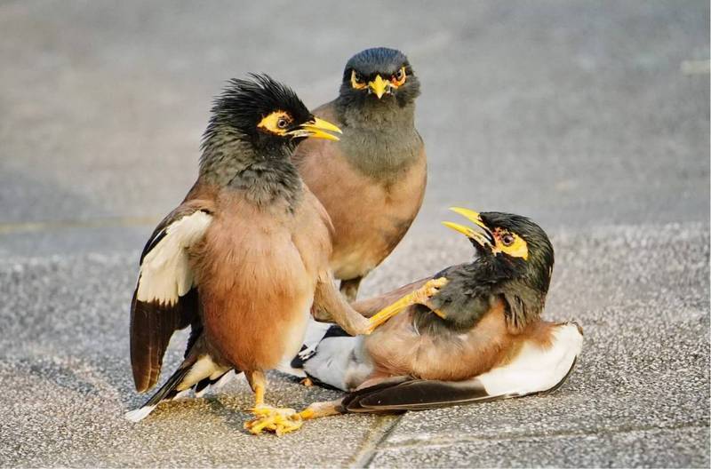 鳥友拍到外來種家八哥打架畫面,鳥友腦洞大開,說是鳥界「俄烏戰爭」的縮影。( 鳥友Tean Aie提供)