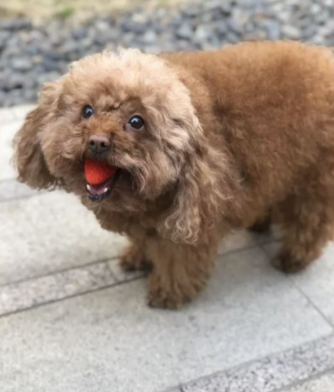 把草莓含在嘴裡當寶貝(圖取自微博 )