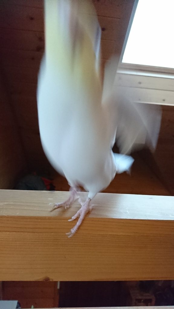 （圖取自 twitter@niKhNADBYx46TeG）