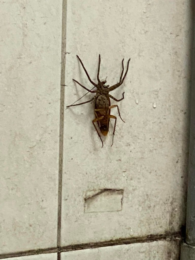 一名女網友日前發現，一隻疑似為蟑螂的生物竟出沒於家中牆上，但詭異的是這隻昆蟲有多達12隻腳，甚至還長在「背上」！（圖／爆怨公社）