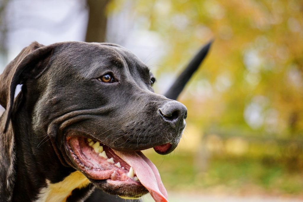 美國一名71歲老翁遭7隻比特犬包圍咬死。（示意圖／pixabay）