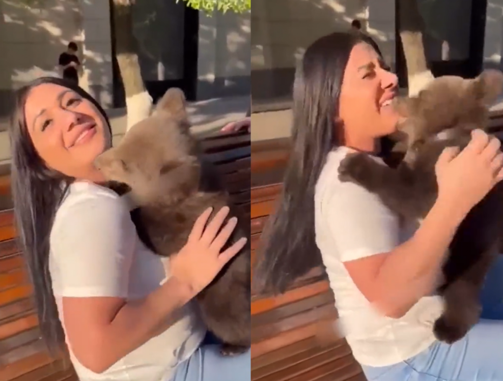 俄羅斯一名女子遭小熊攻擊。（圖／翻攝自推特／@MilkyWa34808762）