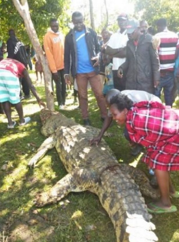 東非國家肯亞(Kenya)一名3歲男童,日前和母親前往河邊取水時,不幸遭突然竄出水面的5公尺長猛鱷咬走殺害。(圖/翻攝自推特)