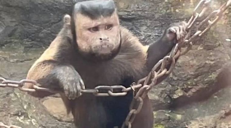 浙江動物園國字臉猴子爆紅。(圖/翻攝自微博)