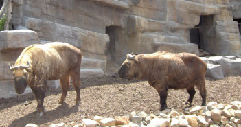 不丹視羚牛為國獸。（圖／翻攝自維基百科）