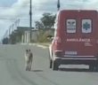 狗狗擔心主人送醫，一路跟隨至醫院。（圖／取自The Dodo）