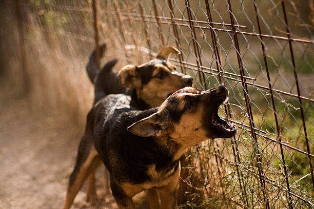 調查惡犬襲擊事件，結果被同群野狗咬死。（圖／示意圖／取自Pixabay）