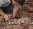 考古學家在阿根廷發現遠古翼手龍的化石碎塊。（圖／翻攝自Twitter／@evolution_soup）