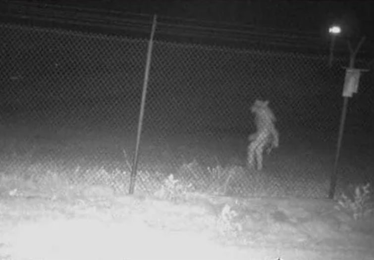 位於德州的動物園監視器拍下疑似狼人的身影。（圖／翻攝自Reddit／Segu1n）