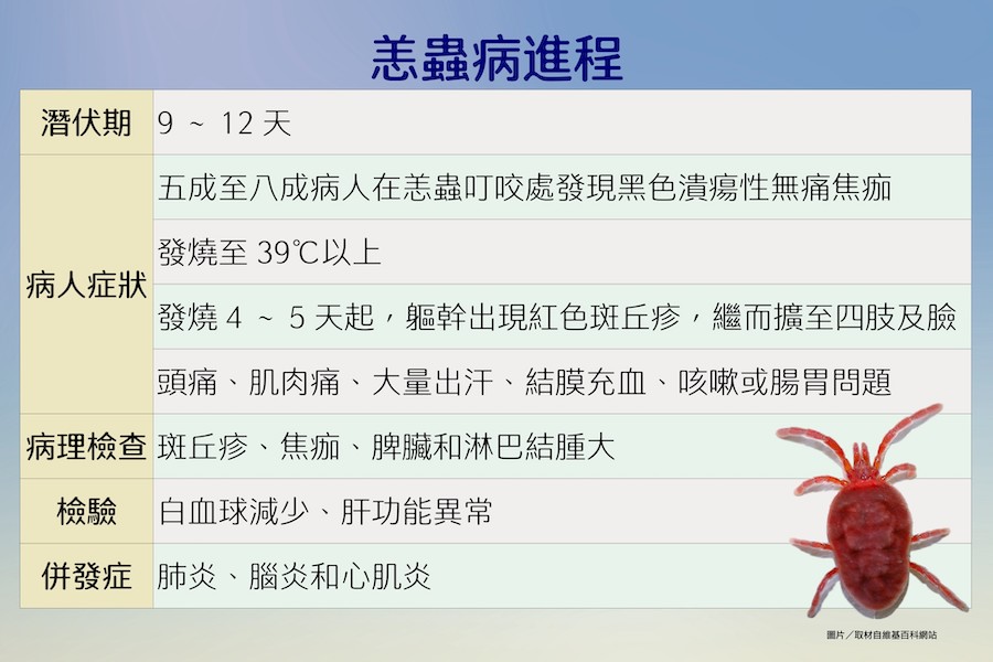恙蟲病進程圖表。(圖/台中慈濟醫院提供)