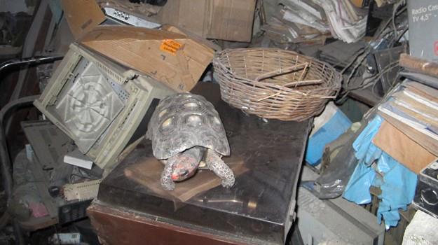 巴西1名女子在打掃家裡時發現了失蹤30年的寵物象龜。（圖／翻攝自Joao Leomi Silva Nunes臉書）